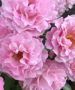 Lady Guadalupe Rose Bush Live Plant – Fragrant Heirloom, 4-6 inch Tall - Image 4