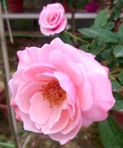Lady Guadalupe Rose Bush Live Plant – Fragrant Heirloom, 4-6 inch Tall - Image 5