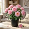 Lady Guadalupe Rose Bush Live Plant – Fragrant Heirloom, 4-6 inch Tall - Image 1