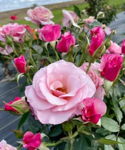 Lady Guadalupe Rose Bush Live Plant – Fragrant Heirloom, 4-6 inch Tall - Image 6