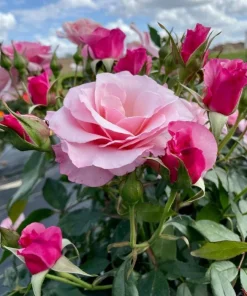 Lady Guadalupe Rose Bush Live Plant – Fragrant Heirloom, 4-6 inch Tall - Image 7