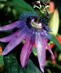 Lady Lavender Passiflora Live Plant - 5-9" Tall Purple Passion Flower Vine, Hardy Zone 6-9 - Image 2