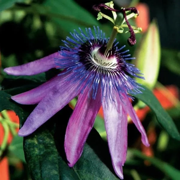 Lady Lavender Passiflora Live Plant - 5-9" Tall Purple Passion Flower Vine, Hardy Zone 6-9 - Image 2