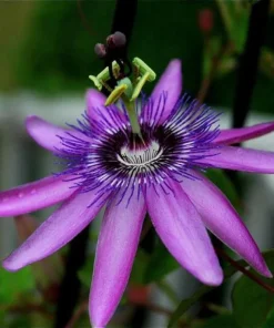 Lady Lavender Passiflora Live Plant - 5-9