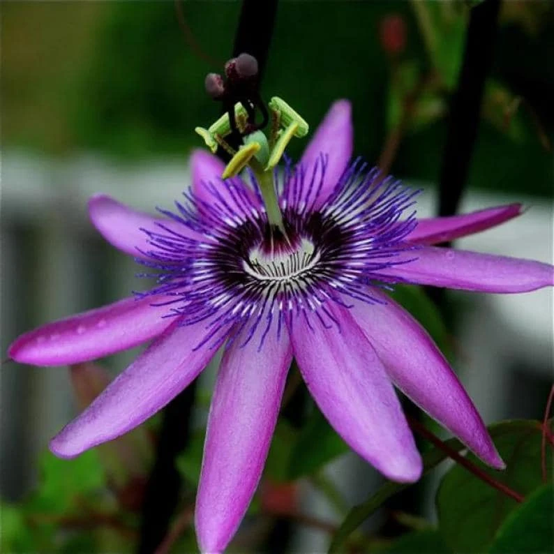 Lady Lavender Passiflora Live Plant - 5-9" Tall Purple Passion Flower Vine, Hardy Zone 6-9 - Image 3