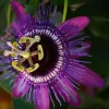 Lady Lavender Passiflora Live Plant - 5-9" Tall Purple Passion Flower Vine, Hardy Zone 6-9 - Image 1