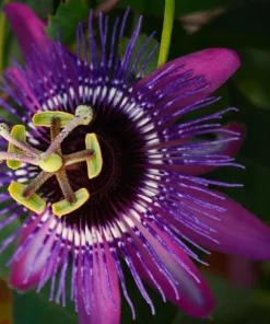 Lady Lavender Passiflora Live Plant - 5-9" Tall Purple Passion Flower Vine, Hardy Zone 6-9 - Image 1
