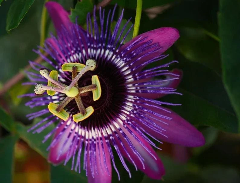 Lady Lavender Passiflora Live Plant - 5-9" Tall Purple Passion Flower Vine, Hardy Zone 6-9 - Image 1