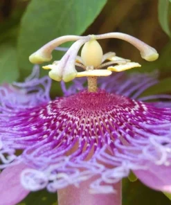 Lady Lavender Passiflora Live Plant - 5-9