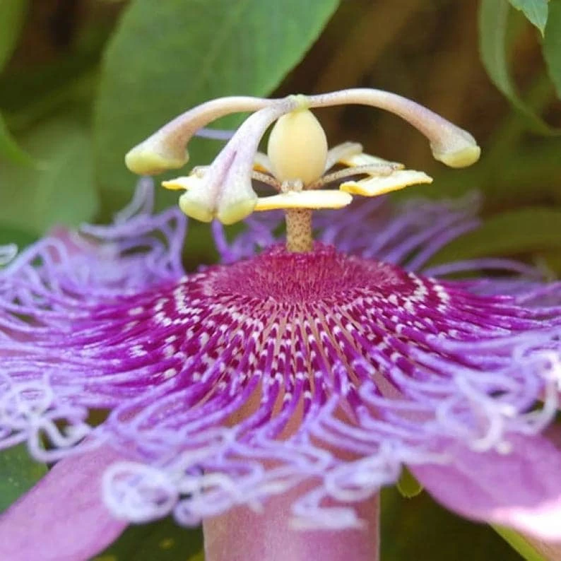 Lady Lavender Passiflora Live Plant - 5-9" Tall Purple Passion Flower Vine, Hardy Zone 6-9 - Image 4