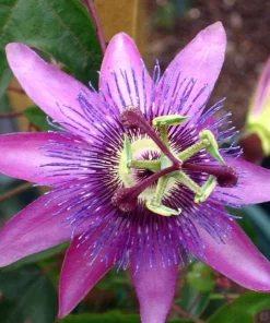 Lady Lavender Passiflora Live Plant - 5-9
