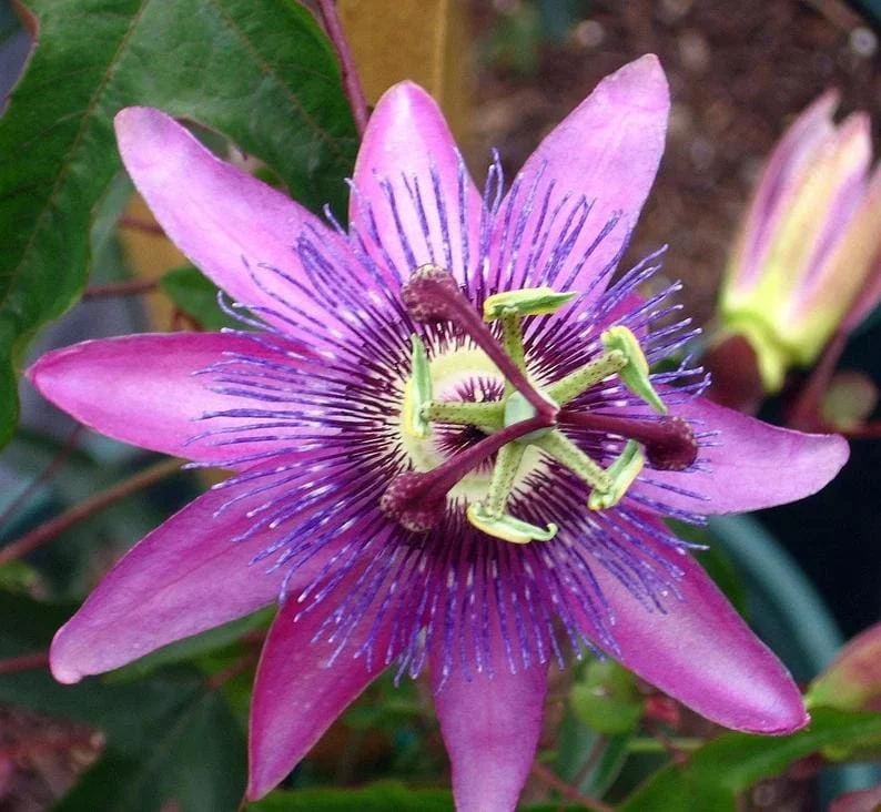 Lady Lavender Passiflora Live Plant - 5-9" Tall Purple Passion Flower Vine, Hardy Zone 6-9 - Image 5