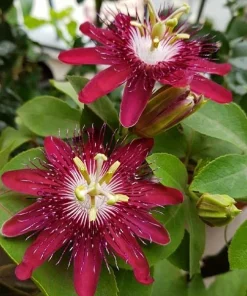 Lady Margaret Passiflora Live Plant – Raspberry Red Passion Flower Vine – 5-9
