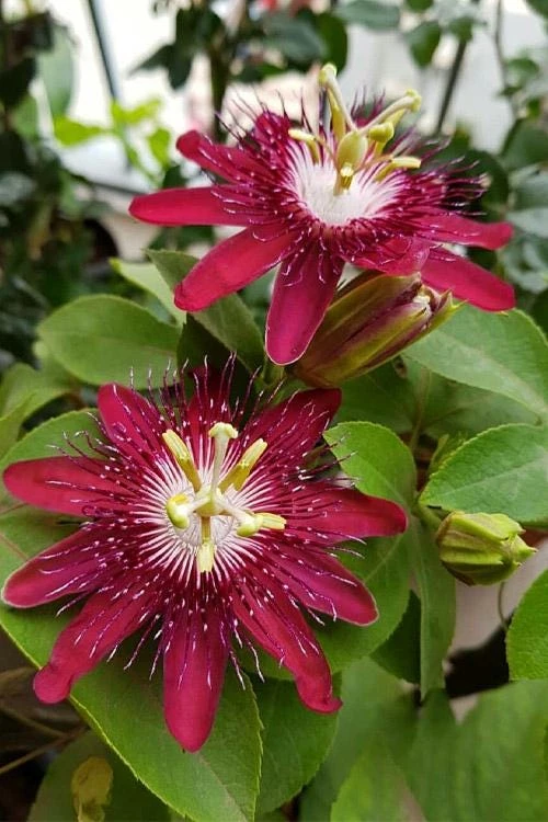 Lady Margaret Passiflora Live Plant – Raspberry Red Passion Flower Vine – 5-9" Tall – Hardy Zones 8-11 - Image 2