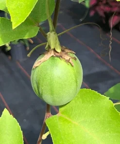 Lady Margaret Passiflora Live Plant – Raspberry Red Passion Flower Vine – 5-9