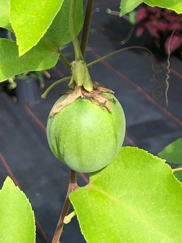 Lady Margaret Passiflora Live Plant – Raspberry Red Passion Flower Vine – 5-9" Tall – Hardy Zones 8-11 - Image 3