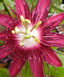 Lady Margaret Passiflora Live Plant – Raspberry Red Passion Flower Vine – 5-9