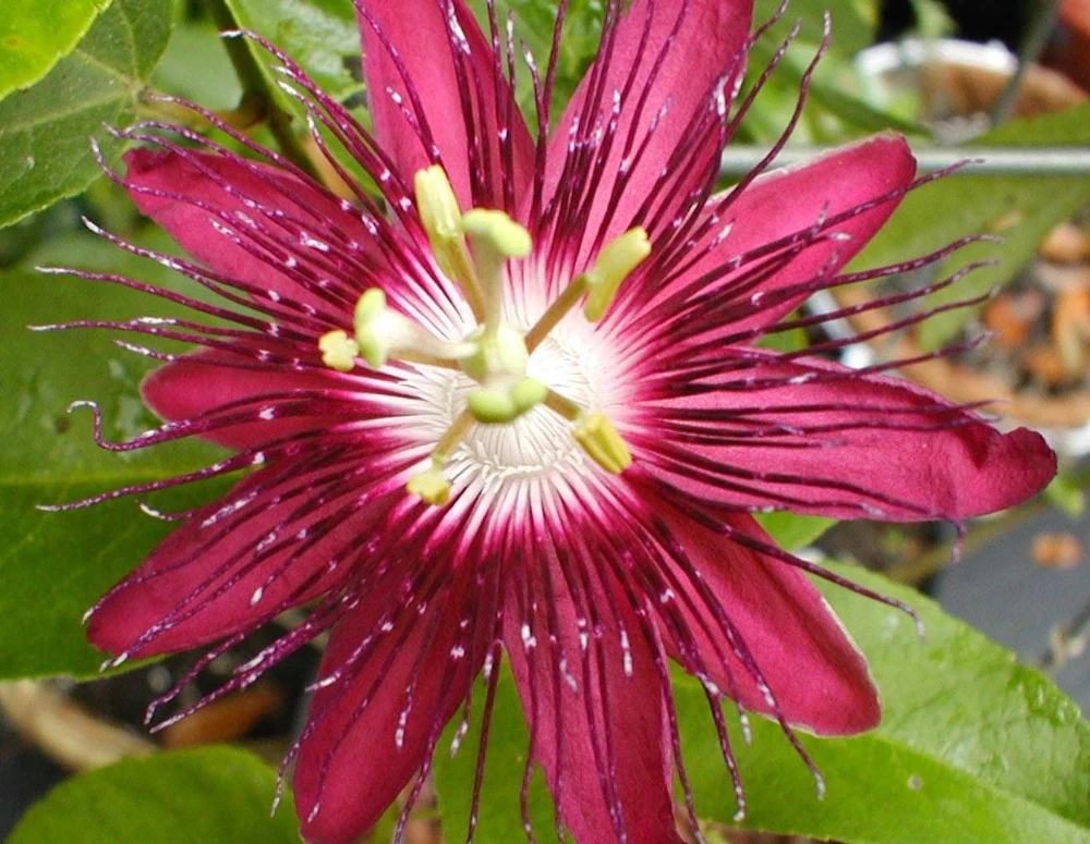 Lady Margaret Passiflora Live Plant – Raspberry Red Passion Flower Vine – 5-9" Tall – Hardy Zones 8-11 - Image 4
