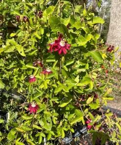 Lady Margaret Passiflora Live Plant – Raspberry Red Passion Flower Vine – 5-9