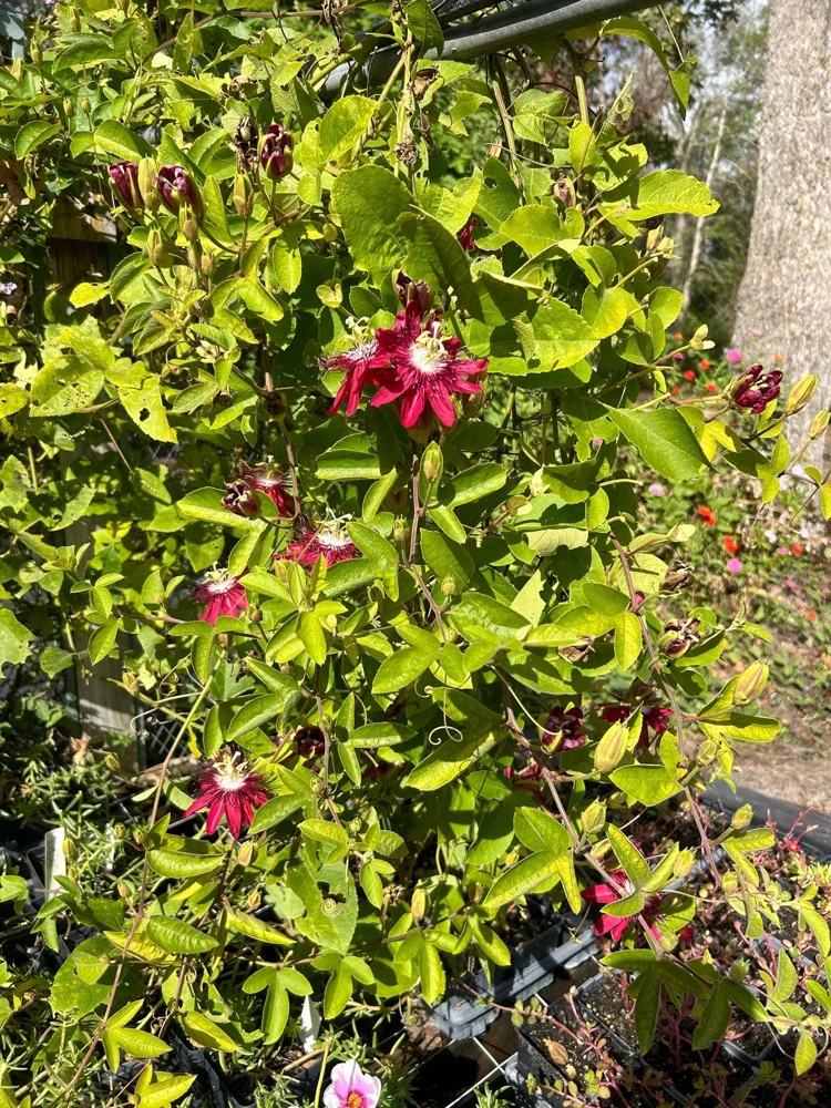 Lady Margaret Passiflora Live Plant – Raspberry Red Passion Flower Vine – 5-9" Tall – Hardy Zones 8-11 - Image 5