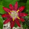 Lady Margaret Passiflora Live Plant – Raspberry Red Passion Flower Vine – 5-9" Tall – Hardy Zones 8-11 - Image 1