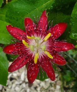 Lady Margaret Passiflora Live Plant – Raspberry Red Passion Flower Vine – 5-9