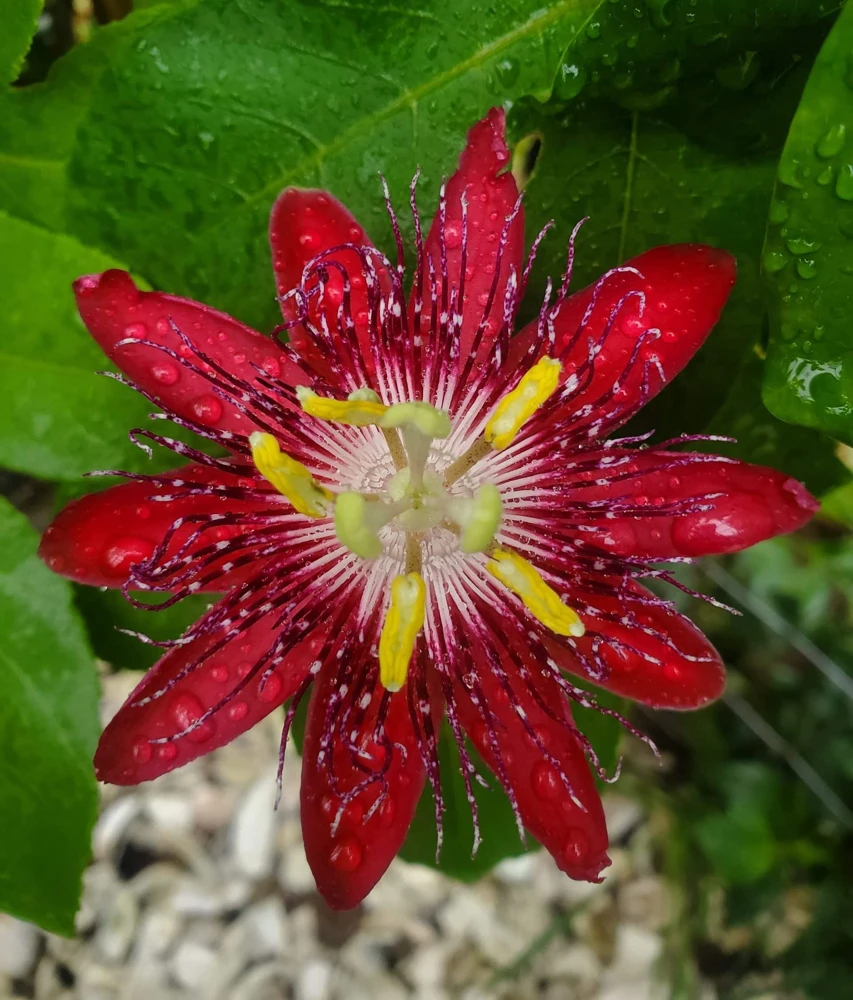 Lady Margaret Passiflora Live Plant – Raspberry Red Passion Flower Vine – 5-9" Tall – Hardy Zones 8-11 - Image 1