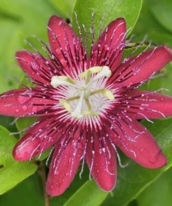 Lady Margaret Passiflora Live Plant – Red Passionflower Vine – 4-6 Inch Tall – Fast Growing Climber - Image 2