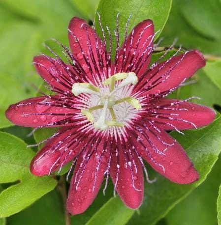 Lady Margaret Passiflora Live Plant – Red Passionflower Vine – 4-6 Inch Tall – Fast Growing Climber - Image 2