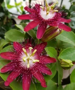 Lady Margaret Passiflora Live Plant – Red Passionflower Vine – 4-6 Inch Tall – Fast Growing Climber - Image 3