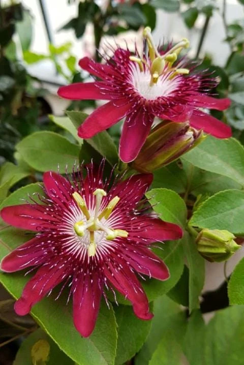 Lady Margaret Passiflora Live Plant – Red Passionflower Vine – 4-6 Inch Tall – Fast Growing Climber - Image 3