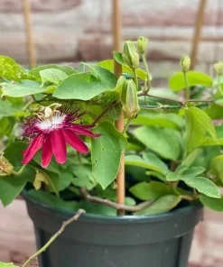 Lady Margaret Passiflora Live Plant – Red Passionflower Vine – 4-6 Inch Tall – Fast Growing Climber - Image 4