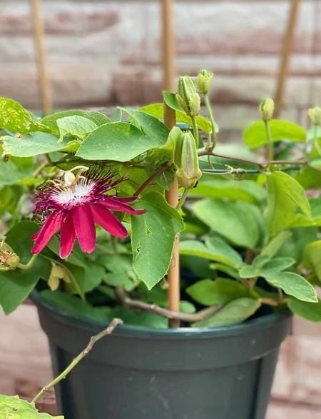 Lady Margaret Passiflora Live Plant – Red Passionflower Vine – 4-6 Inch Tall – Fast Growing Climber - Image 4