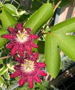 Lady Margaret Passiflora Live Plant – Red Passionflower Vine – 4-6 Inch Tall – Fast Growing Climber - Image 5