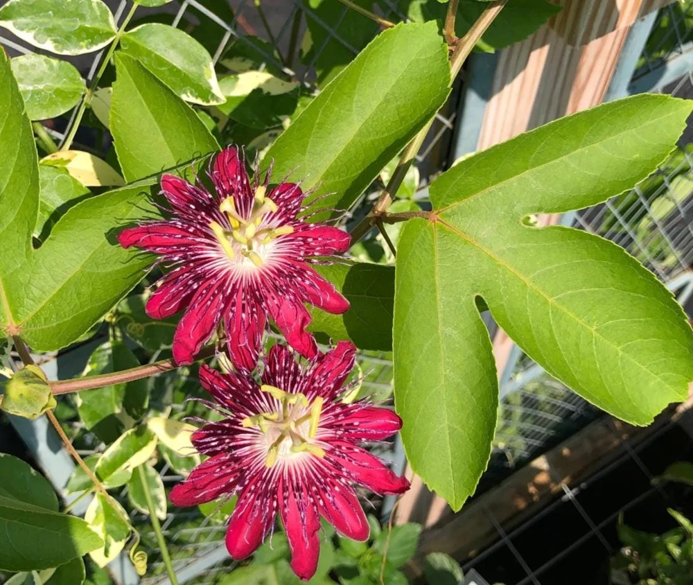 Lady Margaret Passiflora Live Plant – Red Passionflower Vine – 4-6 Inch Tall – Fast Growing Climber - Image 5