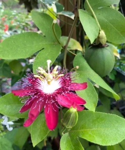 Lady Margaret Passiflora Live Plant – Red Passionflower Vine – 4-6 Inch Tall – Fast Growing Climber - Image 6