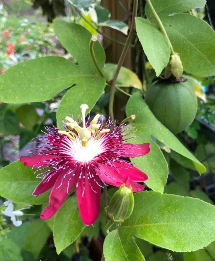Lady Margaret Passiflora Live Plant – Red Passionflower Vine – 4-6 Inch Tall – Fast Growing Climber - Image 6