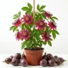 Lady Margaret Passiflora Live Plant – Red Passionflower Vine – 4-6 Inch Tall – Fast Growing Climber - Image 1