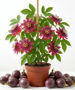 Lady Margaret Passiflora Live Plant – Red Passionflower Vine – 4-6 Inch Tall – Fast Growing Climber - Image 1