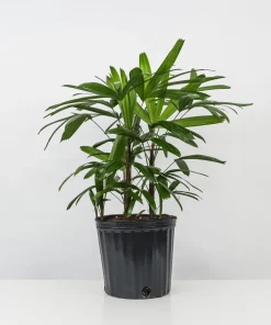Lady Palm Live Plant – Rhapis excelsa Indoor Houseplant – 3 Ft Tall - Image 2