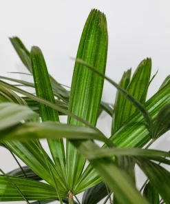 Lady Palm Live Plant – Rhapis excelsa Indoor Houseplant – 3 Ft Tall - Image 3