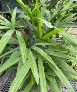 Lady Palm Live Plant – Rhapis excelsa Indoor Houseplant – 3 Ft Tall - Image 4