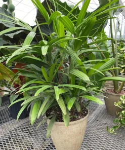 Lady Palm Live Plant – Rhapis excelsa Indoor Houseplant – 3 Ft Tall - Image 5