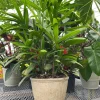 Lady Palm Live Plant – Rhapis excelsa Indoor Houseplant – 3 Ft Tall - Image 1