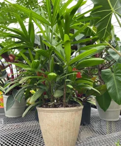 Lady Palm Live Plant – Rhapis excelsa Indoor Houseplant – 3 Ft Tall - Image 1
