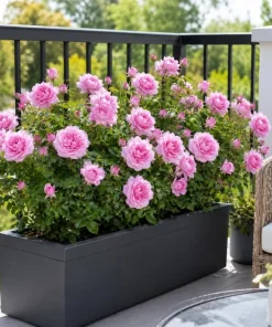 Lady Rose Live Plant – Soft Pink Flowering Rose Bush – 1-2 Feet Tall in 3 Gallon Pot – Outdoor - Image 2