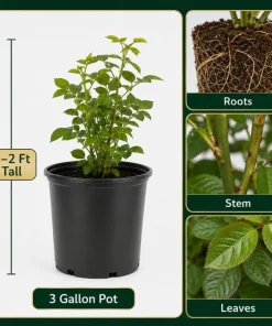 Lady Rose Live Plant – Soft Pink Flowering Rose Bush – 1-2 Feet Tall in 3 Gallon Pot – Outdoor - Image 4