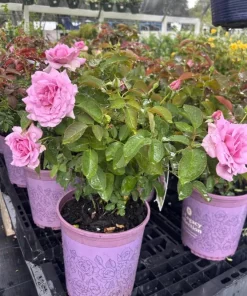 Lady Rose Live Plant – Soft Pink Flowering Rose Bush – 1-2 Feet Tall in 3 Gallon Pot – Outdoor - Image 5