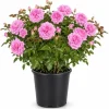 Lady Rose Live Plant – Soft Pink Flowering Rose Bush – 1-2 Feet Tall in 3 Gallon Pot – Outdoor - Image 1