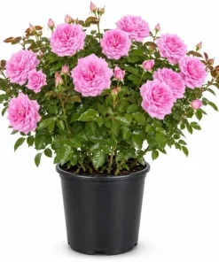 Lady Rose Live Plant – Soft Pink Flowering Rose Bush – 1-2 Feet Tall in 3 Gallon Pot – Outdoor - Image 1